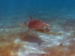 Green Turtle with Remora